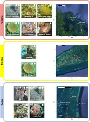 The Relationship Between Microbiomes and Selective Regimes in the Sponge Genus Ircinia